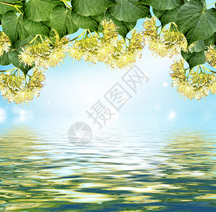 夏日风景菩提花和蓝天白云的背景图片