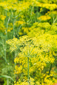 夏日花园里的黄色开花莳萝草本图片