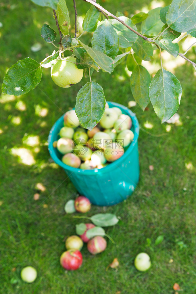 在果园和水桶中收获苹果图片