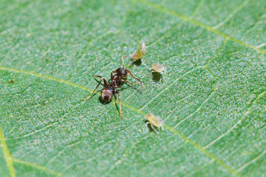 蚂蚁在核桃树的叶子上放牧几只蚜虫特写图片