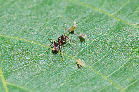 蚂蚁在核桃树的叶子上放牧几只蚜虫特写图片