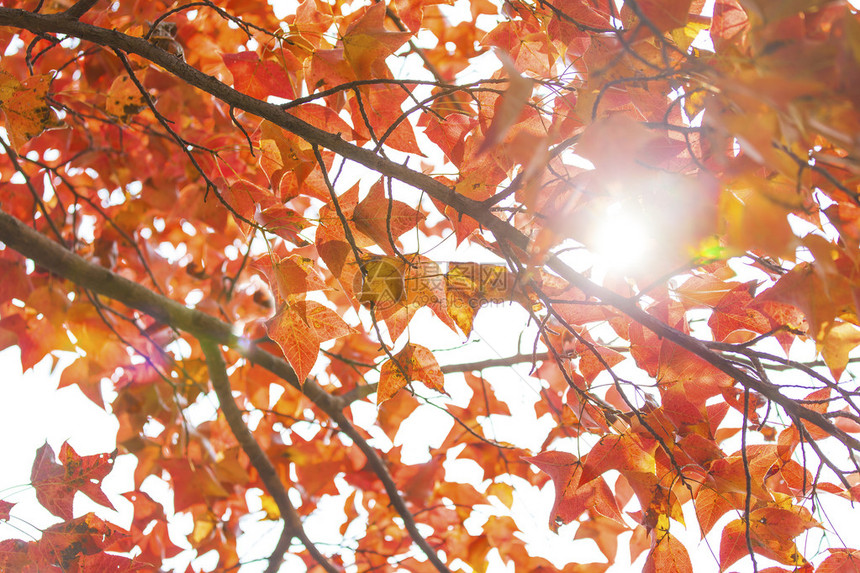 秋天的装饰品枫树的红叶图片