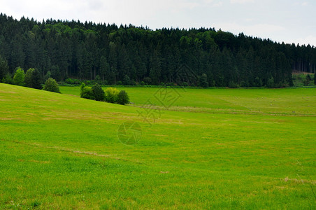 绿色草地的美丽风景图片