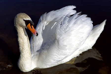长着森林湖绒毛的白王天鹅背景图片