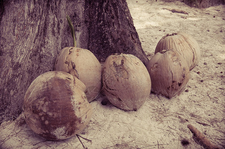 沙滩上的椰子观图片
