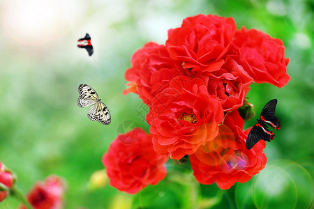 花园里有蝴蝶的美丽玫瑰图片