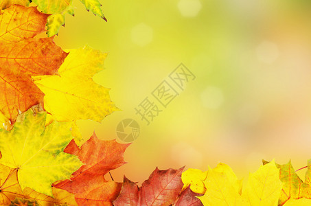 由生动多彩的秋叶自然季节背图片