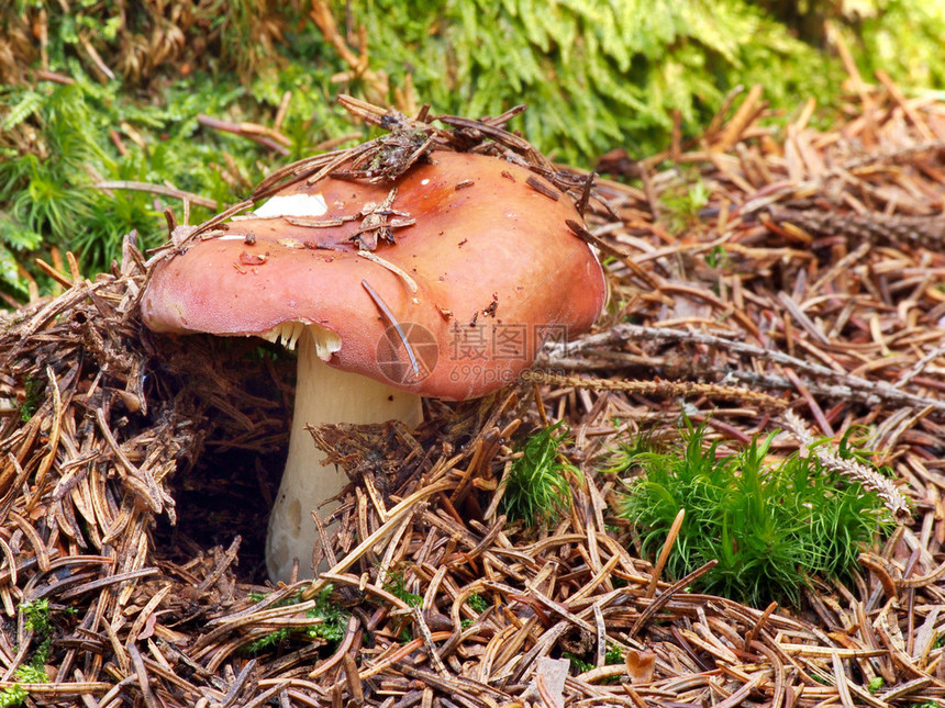 显示了在森林中长满苔藓的针叶上生长的红菇标本图片