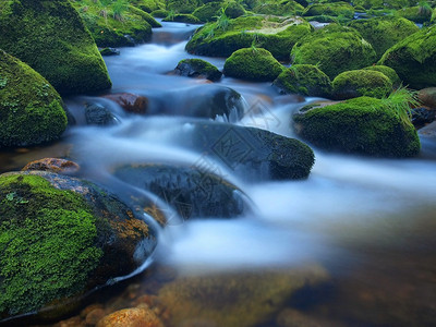 在山区河流中快速的溪流与湿苔藓巨石图片