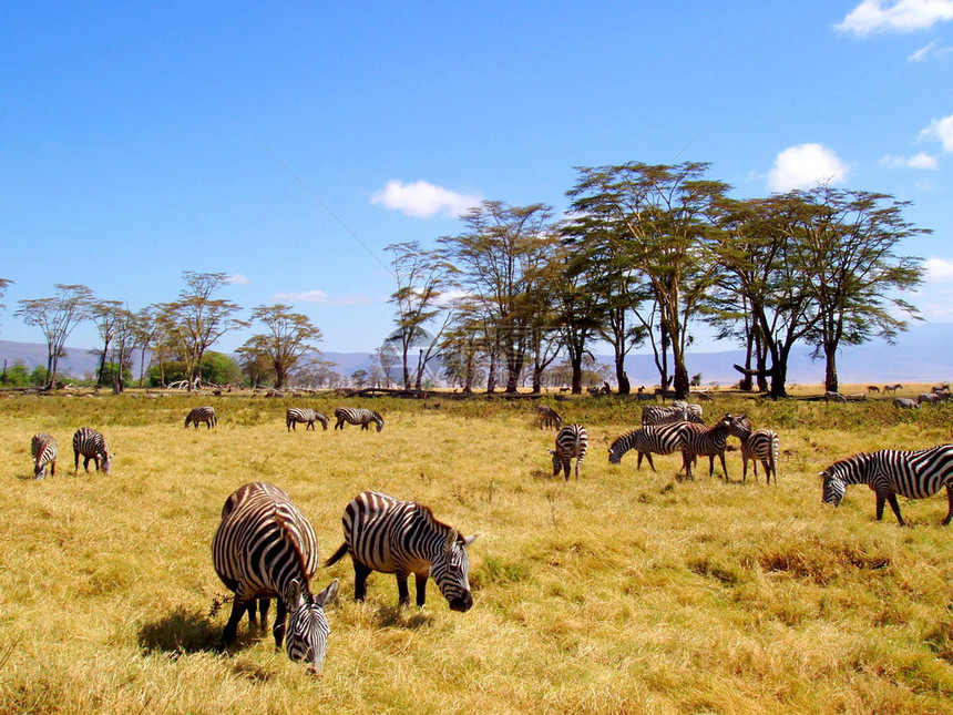 在坦桑尼亚Ngorongoro火山口公园图片
