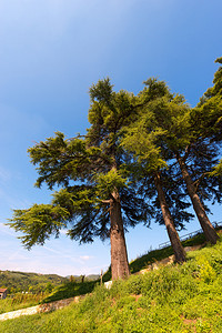 夏季在蓝天的山丘上举行三场黎巴嫩雪松cedrusL背景图片