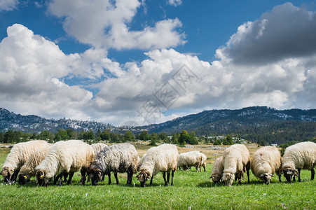 山里的羊群图片