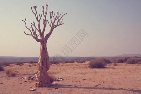 干燥的非洲沙漠景观图片