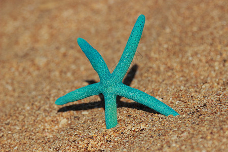 蓝海星在沙滩和贝壳的背景下以夏季主题图片