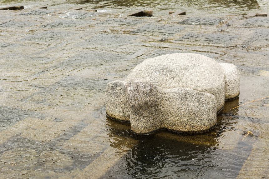 特写镜头在京都鸭川的石龟图片