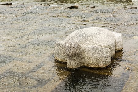 特写镜头在京都鸭川的石龟图片