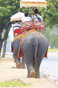 骑着大象背上大象的旅游者在路旁走着图片