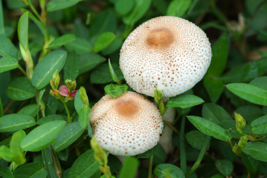 森林毒蘑菇图片
