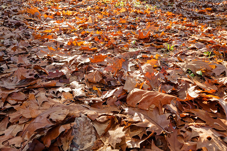 秋天公园里的橙色落叶图片