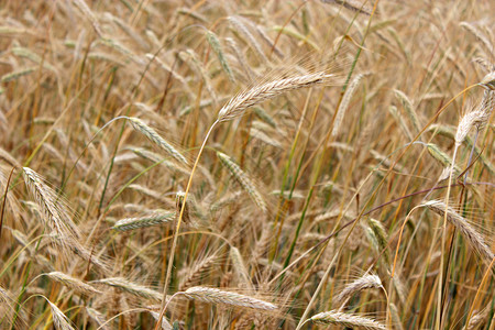 田地和小麦的鲜熟和图片