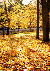 有黄色叶子的秋天森林图片