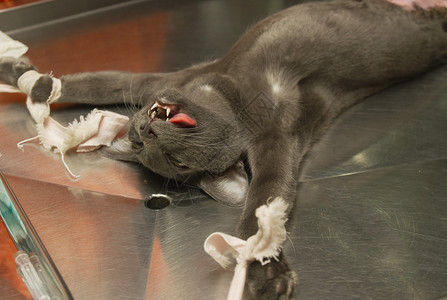兽医手术中的猫在为绝育手术准备的麻图片