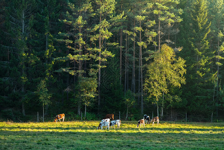 晚上在绿草上种牛有森高清图片