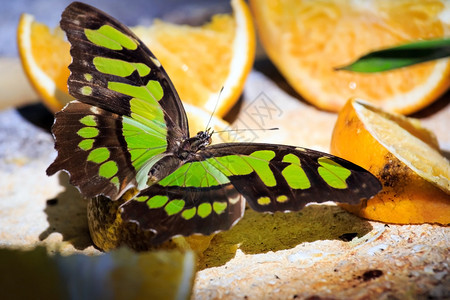 孔雀石蝴蝶以橙色水果片为食的特写镜头图片