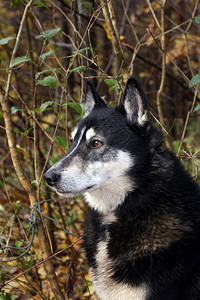 西伯利亚狩猎狗莱卡俄罗图片