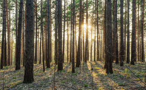 松树林中美丽的日落图片