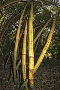 在一个巨大的竹林里面图片