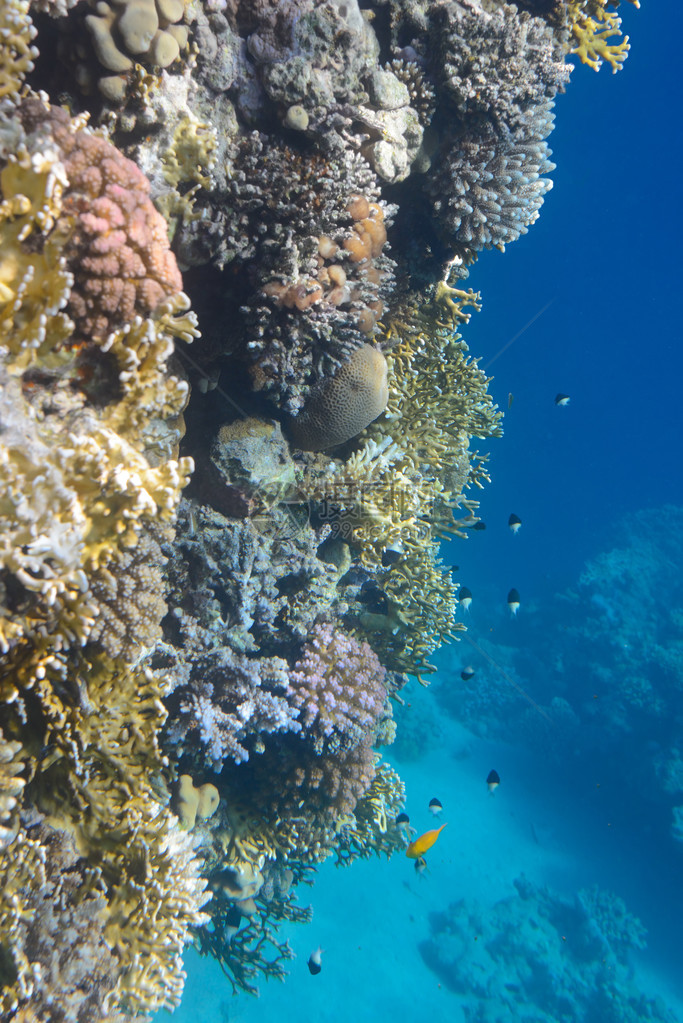 水肺潜水时的红海珊瑚图像图片