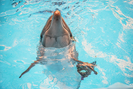 海豚在海洋馆的盆地图片