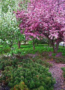 公园里美丽的春天树木和草地图片