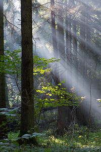 太阳光束在清晨进入富饶的混合森林露天图片