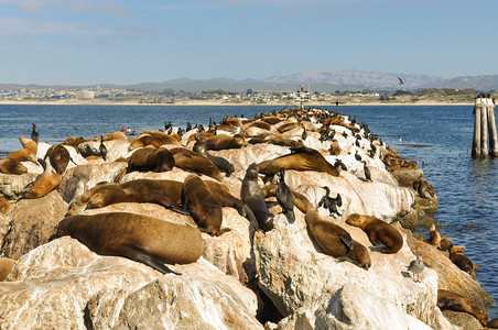 海狮躺在加利福尼亚州蒙特里湾图片