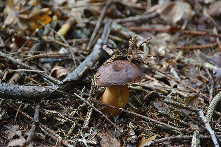 蘑菇和森林图片