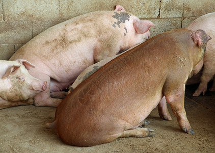 在种猪场的猪圈饲养肥猪背景图片