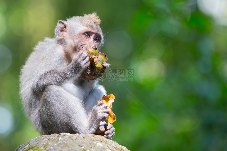 一只猴子在印尼的乌布德巴厘的猴林附近图片
