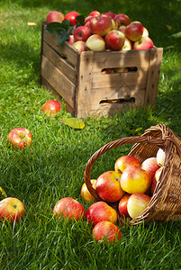 花园里柳条筐里的红苹果图片