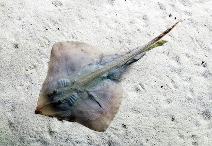 魟鱼在沙质海底游泳背景图片