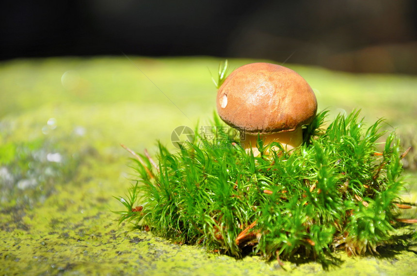 森林中蘑菇的美丽宏图片