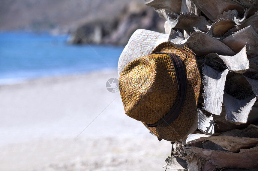 海边棕榈树上的两顶帽子图片