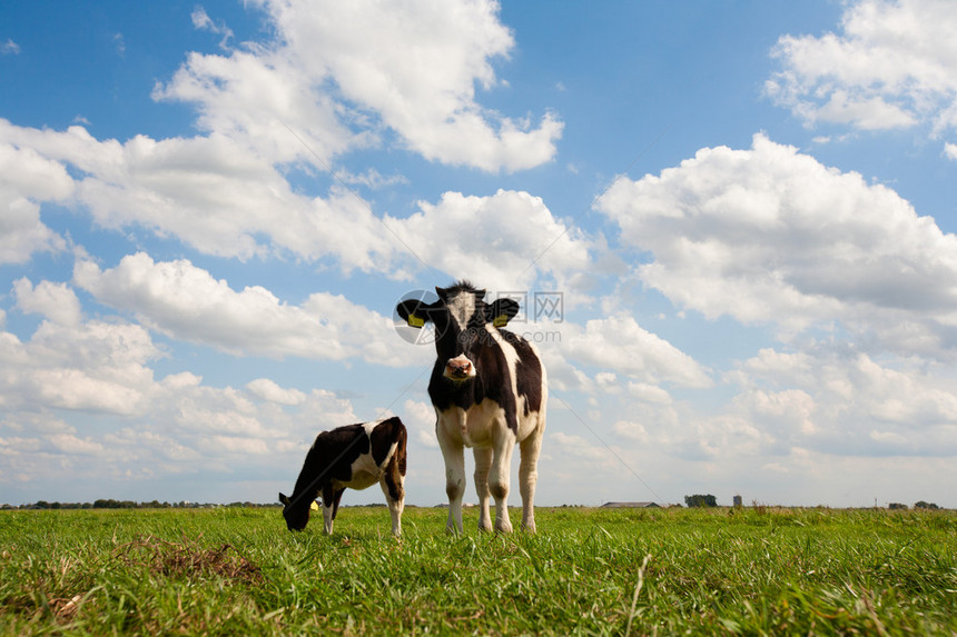 草地上的荷兰奶牛图片