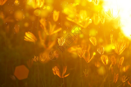 草花夕阳图片