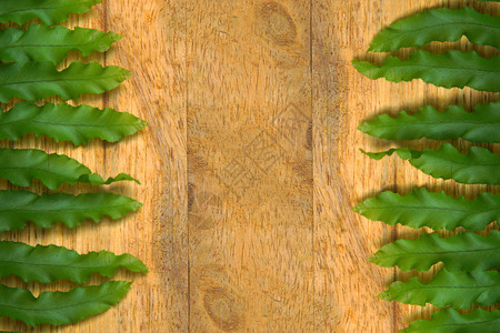 蕨类植物的绿叶在木头上图片