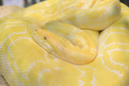 虎白化蟒蛇黄色毒蛇背景图片