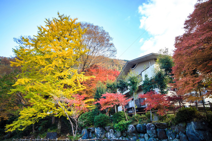 2013年11月22日本京都的H图片