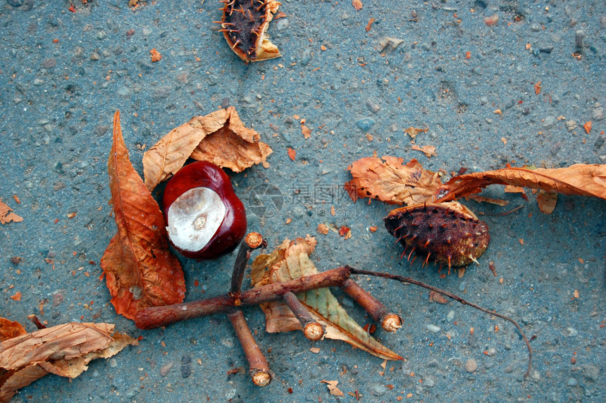 秋天街上的栗子图片