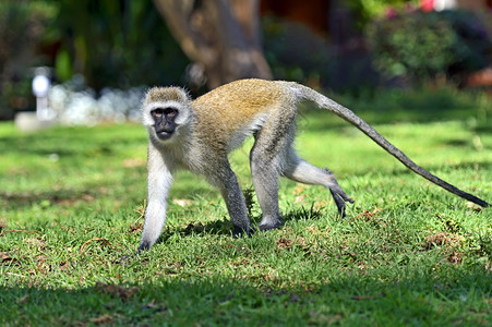 南非自然保护区的活猴子Chlorocebuspygery图片